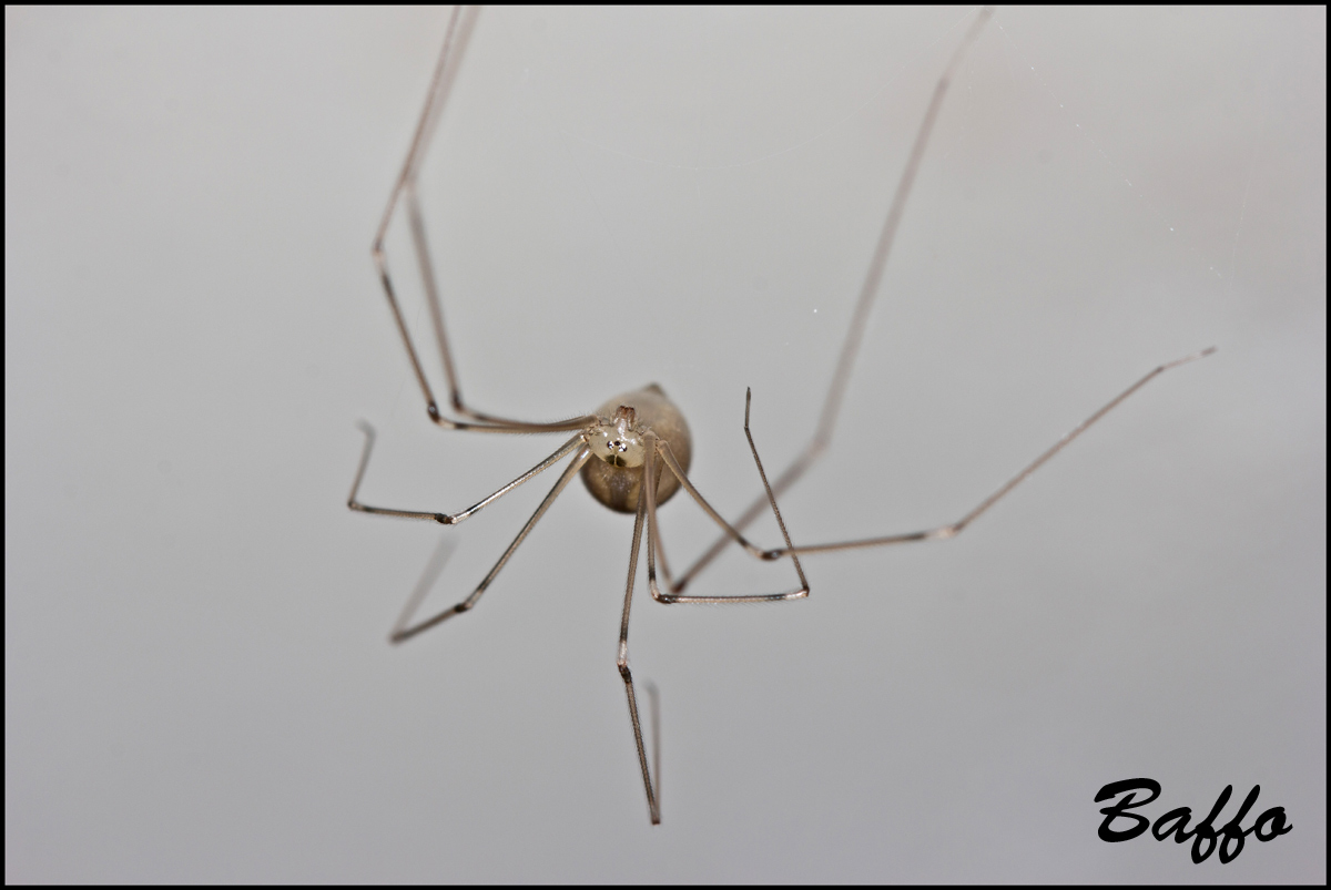Pholcus phalangioides